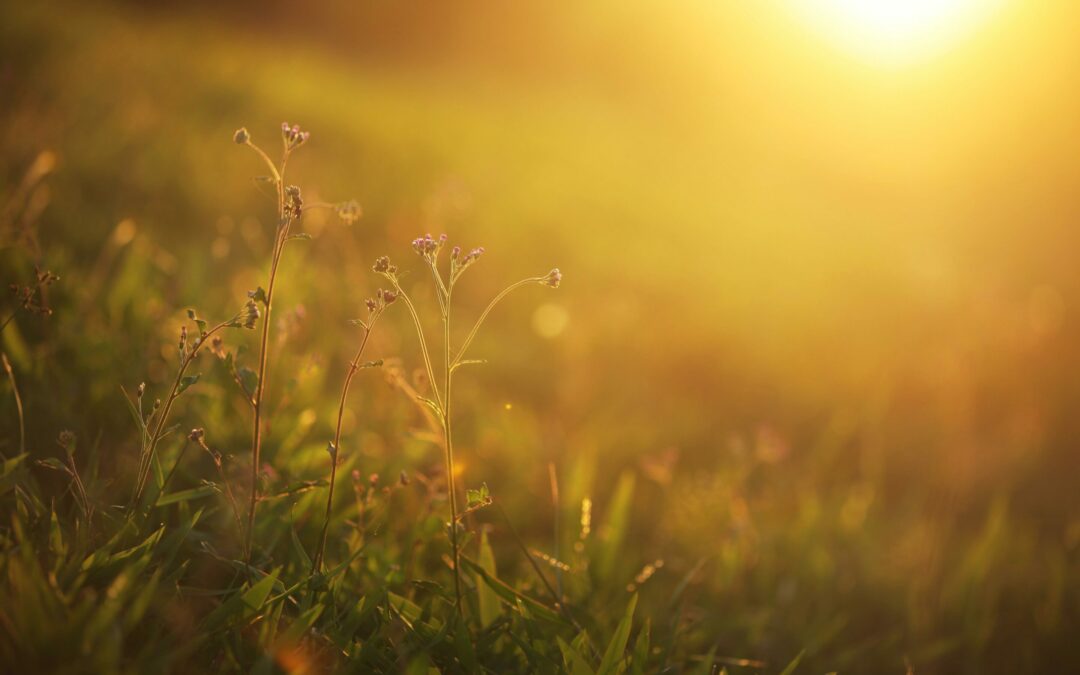 Briser schémas familiaux : libérez votre lignée avec l’hypnose transgénérationnelle